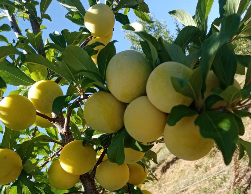 3 Bedroom Property for Sale in Oudtshoorn Rural Western Cape